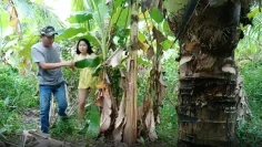 Em gái làm tình ở bụi chuối sau nhà bị lộ clip sex